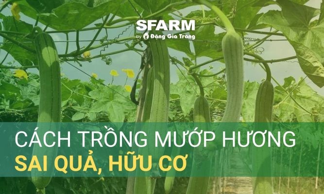 Cách trồng mướp hương thùng xốp trĩu quả, hữu cơ an toàn