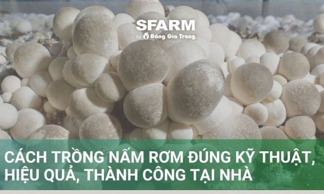 Cách trồng nấm rơm đúng kỹ thuật, hiệu quả, thành công tại nhà