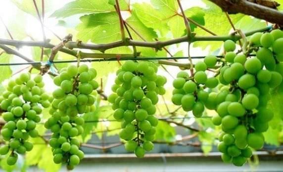 Hướng dẫn cách trồng nho bằng cành đơn giản & thành công