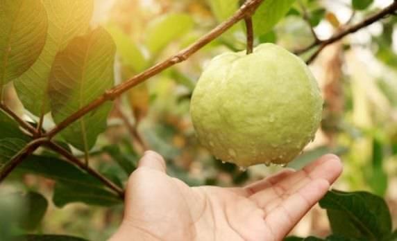 Kỹ thuật trồng ổi trong chậu cho quả sai lúc lỉu