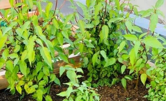 Cách trồng rau đay tại nhà chuẩn nhất cho nông dân phố