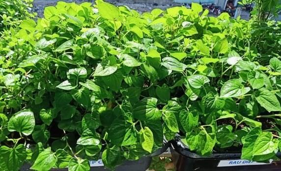 Hướng dẫn cách trồng rau diếp cá tại nhà cực đơn giản