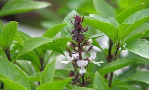 Cách trồng rau húng quế tại nhà siêu đơn giản