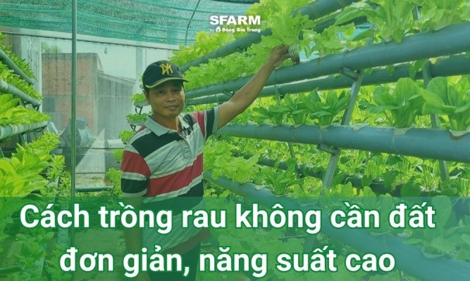 Cách trồng rau không cần đất đơn giản, năng suất cao