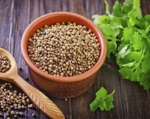 Cách trồng rau mùi trong thùng xốp thu hoạch quanh năm