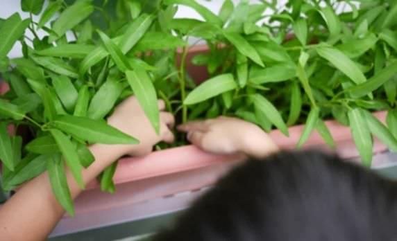 Cách trồng rau muống bằng cành cực đơn giản