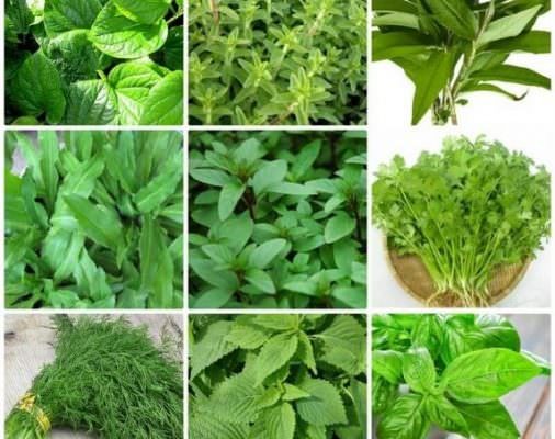 Các loại rau thơm và cách trồng rau thơm cực dễ tại nhà