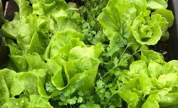 Cách trồng rau xà lách tại nhà cực đơn giản