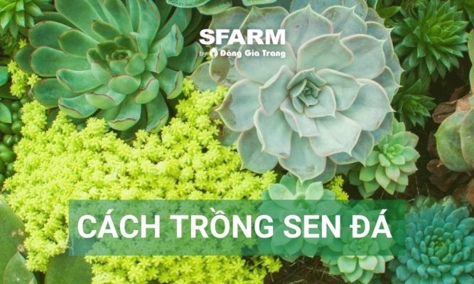 Cách trồng sen đá và chăm sóc, nhân giống cây chuẩn chuyên gia
