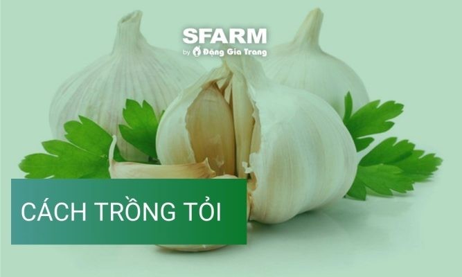 Cách trồng tỏi đúng kỹ thuật dễ dàng, đơn giản tại nhà