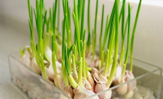 Cách trồng tỏi trong nước hiệu quả siêu tiết kiệm