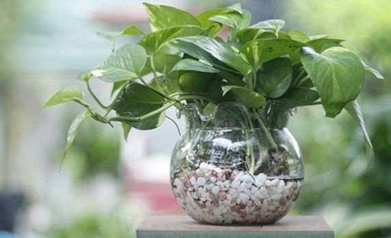 Cách trồng và chăm sóc cây trầu bà thủy sinh xanh mướt quanh năm