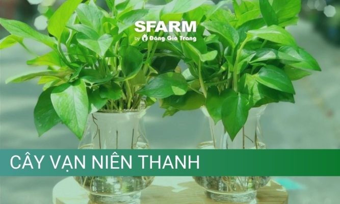 Cách trồng và chăm sóc cây vạn niên thanh