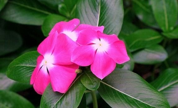 Cách trồng và chăm sóc hoa dừa cạn đơn giản, nở hoa rực rỡ