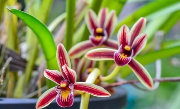Cách trồng và chăm sóc kiếm lô hội chuẩn nhất