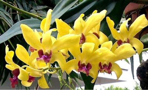 Hoa lan Dendro – Đặc điểm, cách trồng và chăm sóc