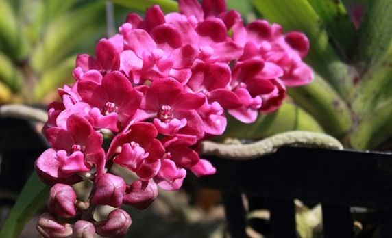 Hướng dẫn cách trồng và chăm sóc lan ngọc điểm cấy mô