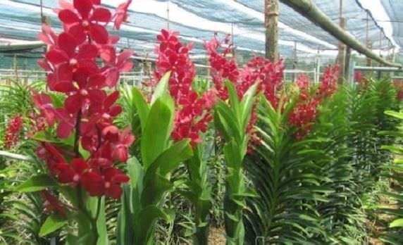 Cách trồng và chăm sóc lan vanda nở quanh năm