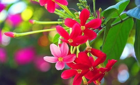 Hoa sử quân tử (hoa giun) – Ý nghĩa, cách trồng & chăm sóc chuẩn nhất