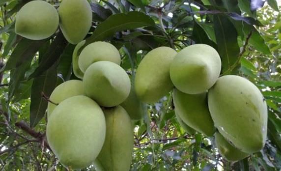 Kỹ thuật trồng và chăm sóc xoài đạt năng suất cao