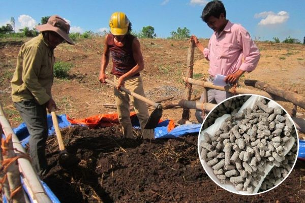 5 cách ủ phân gà nhanh hoai mục đơn giản, giàu dinh dưỡng