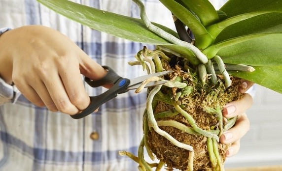 Cách xử lý lan mới mua về giúp cây sống khỏe mạnh
