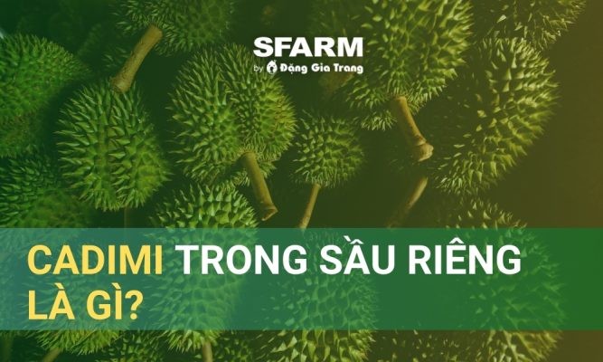 Cadimi trong sầu riêng là gì? Giải pháp bón than sinh học giảm lượng Cadimi