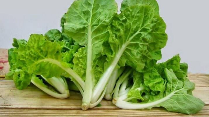 Hướng dẫn kỹ thuật trồng cải bẹ dún tại nhà đơn giản