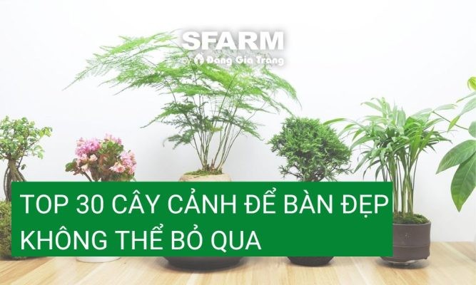 Top 30 cây cảnh để bàn đẹp, không thể bỏ qua