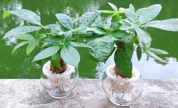 Cách trồng và chăm sóc cây kim ngân thủy sinh đơn giản tại nhà