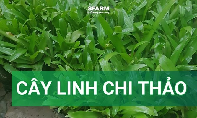 Cây linh chi thảo là gì? Đặc điểm, công dụng, cách trồng và chăm sóc đúng chuẩn