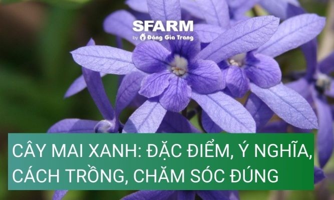 Cây mai xanh: Đặc điểm, ý nghĩa, cách trồng, chăm sóc đúng