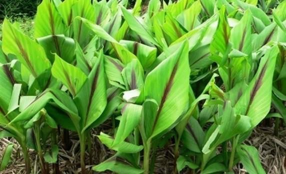 Kỹ thuật trồng nghệ đỏ đạt năng suất, chất lượng nhất