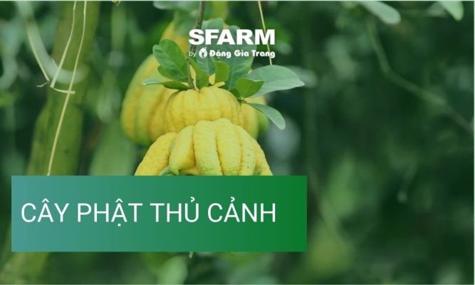 Cây phật thủ cảnh – Đặc điểm, công dụng, cách trồng