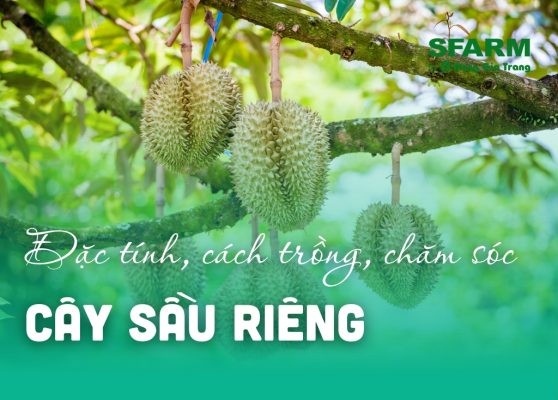 Cây sầu riêng: Đặc tính, cách trồng, chăm sóc sầu riêng đúng chuẩn
