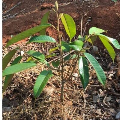 Kỹ thuật chăm sóc sầu riêng và phòng trị 9 loại bệnh phổ biến