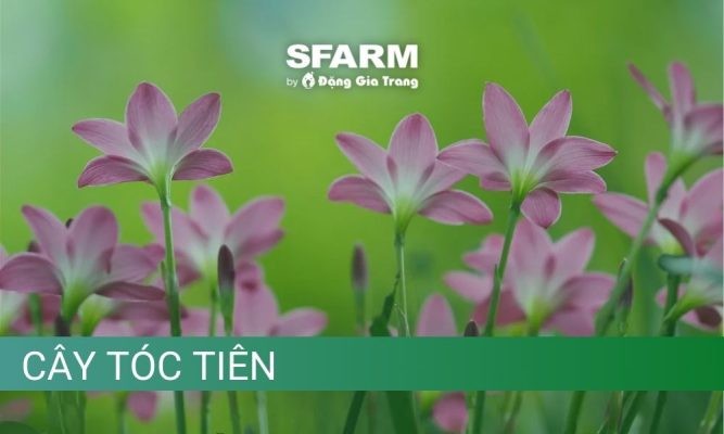 Cây tóc tiên: Đặc điểm, công dụng và cách trồng