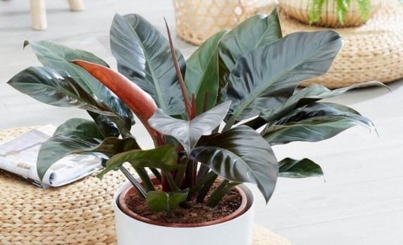 Cây trầu bà đế vương trồng và chăm sóc ra sao?