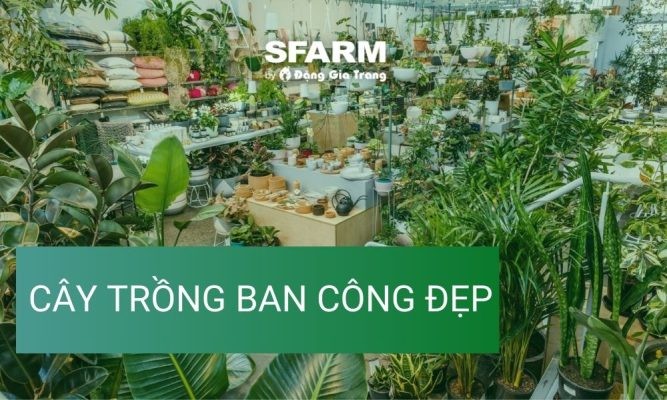 Top 34 cây trồng ban công đẹp, chịu nắng tốt, cực dễ trồng