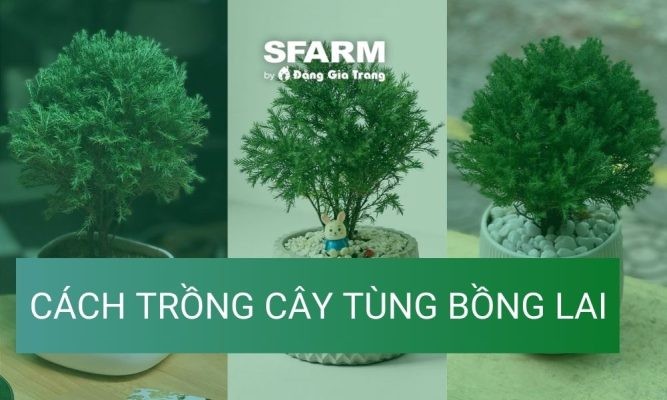 Cây tùng bồng lai: Ý nghĩa, cách trồng và chăm sóc