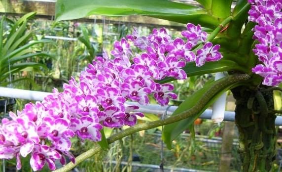 Nắm bắt ngay cách trồng và chăm sóc lan đai trâu chuẩn nhất