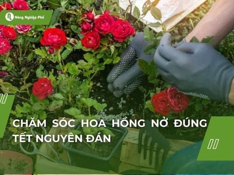 Chăm sóc hoa hồng nở đúng Tết Nguyên Đán