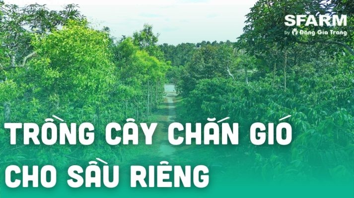 Trồng cây chắn gió cho sầu riêng tránh gió, bão, bụi hiệu quả