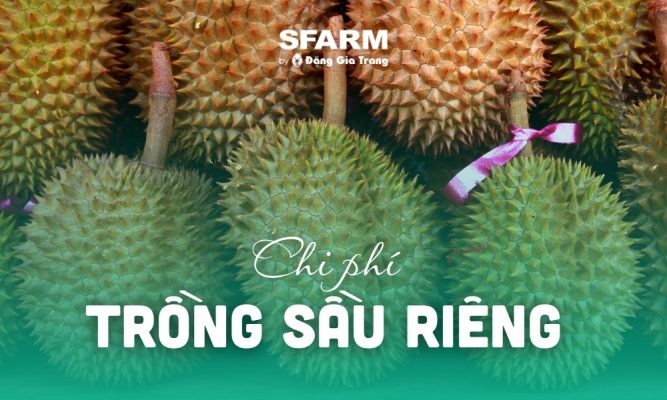 Chi phí trồng sầu riêng 1ha giống Ri6, Thái Monthong và năng suất