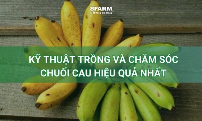 Chuối cau – Kỹ thuật trồng và chăm sóc hiệu quả nhất