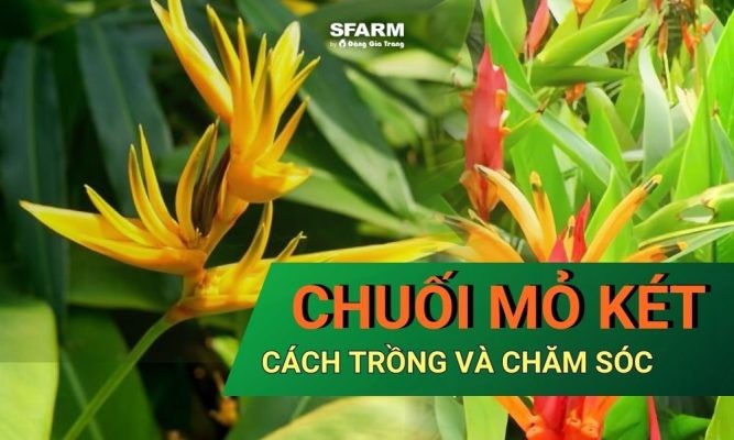 Chuối mỏ két: Đặc điểm, cách trồng và chăm sóc đúng kỹ thuật