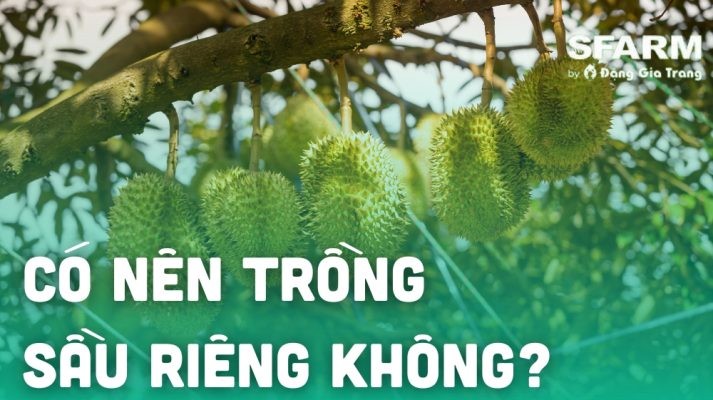 Có nên trồng sầu riêng không? Lợi ích đầu tư, rủi ro, các lưu ý khi trồng