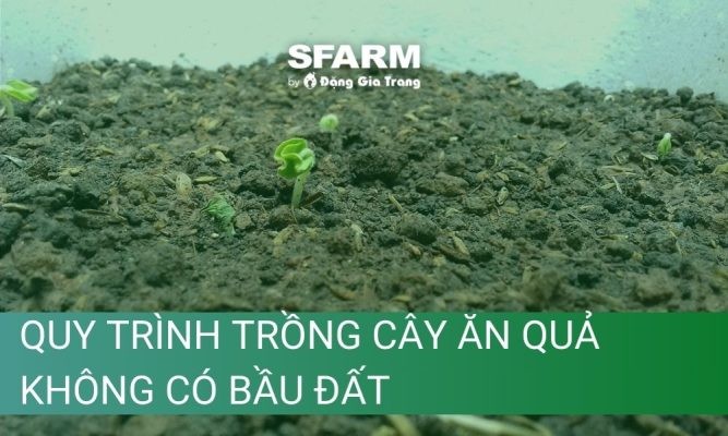 Đất vi sinh trồng cây là gì? Công dụng và cách sử dụng hiệu quả cho mọi loại cây