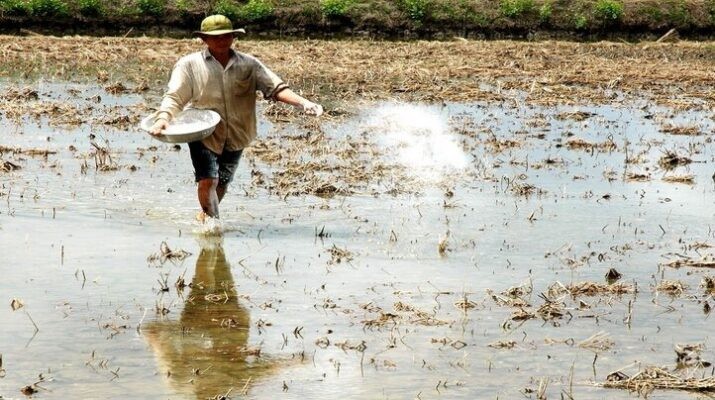Cách cải tạo đất nghèo dinh dưỡng hiệu quả, tiết kiệm