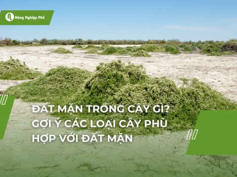 Đất mặn trồng cây gì? Gợi ý các loại cây phù hợp với đất mặn